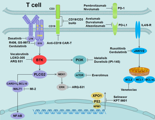 Figure 3 Alternative target inhibitors predicted to overcome ibrutinib resistance.Notes: LYN inhibition (dasatinib), SYK inhibition (R406, GS-9973, and cerdulatinib), reversible BTKi (vecabrutinib and LOXO-305), nonselective reversible BTKi (ARQ-531), Bcl-2 inhibition (venetoclax), JAK1/2 (ruxolitinib and cerdulatinib), mTOR inhibition (everolimus), MALT1 inhibition (MI-2), XPO1 inhibition (selinexor and KPT 8601), PD-1 inhibition for RT (nivolumab and pembrolizumab), PD-L1 inhibition (avelumab, durvalumab, and atezolizumab), PI3K inhibition (duvelisib/IPI-145 and idelalisib), and CD19 (anti-CD19 CAR-T and CD19/CD3-scFv-Fc bsAb).