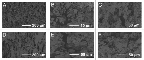Figure 7. SEM micrographs of the composites of poly(L-lactide-co-ε-caprolactone) (PLCL), 60 wt% of β-tricalcium phosphate (TCP) and rifampicin. (A–C) fractured surfaces after 0 weeks, 26 weeks and 52 weeks in vitro respectively. (D–F) outer surfaces after 0 weeks, 26 weeks and 52 weeks in vitro respectively.