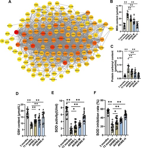 Figure 3. Detection of antioxidants in AKWE treated mice. (A) The PPI network of intersectional gene set. (B, C) The contents of serum MDA and protein carbonyl of AKWE treated mice. (D) The serum GSH content of AKWE treated mice. (E, F) The activity and inhibition rate of serum SOD in AKWE treated mice. n = 15. *p < 0.05, **p < 0.01. Error bars indicate SD.