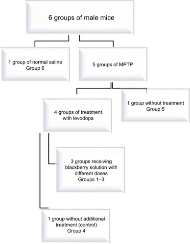 Figure 1 Classification of experimental groups.