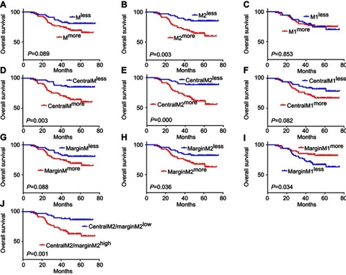 Figure 4 Overall survival (OS) analysis for macrophages of different polarization states and locations.Notes: (A-C) Kaplan–Meier curve of the relationship between the total macrophages (M) (A), total M2 macrophages (M2) (B), total M1 macrophages (M1) (C) and the OS of NSCLC patients. (D-F) Kaplan–Meier curve of the relationship between the macrophages infiltrating in tumor islets (centralM) (D), M2 macrophages infiltrating in tumor islets (centralM2) (E), M1 macrophages infiltrating in tumor islets (centralM1) (F) and the OS of NSCLC patients. (G-I)Kaplan–Meier curve of the relationship between the macrophages in stroma (marginM) (G), M2 macrophages in stroma (marginM2) (H), M1 macrophages in stroma (marginM1) (I) and the OS of NSCLC patients. (J)Kaplan–Meier curve of the relationship between the ratio of M2 macrophages infiltrating in tumor islets to M2 macrophages infiltrating in stroma (centralM2/marginM2) and the OS of NSCLC patients.less: low infiltration; more: high infiltration.