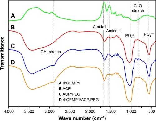 Figure 2 FTIR spectra of ACPs.Notes: (A) rhCEMP1, (B) ACP, (C) ACP/PEG, and (D) rhCEMP1/ACP/PEG. The characteristic vibration peaks of tetrahedral PO43− ions at 590–610 cm−1 and around 1,000 cm−1 are clearly observed in the FTIR spectrum of ACP. The large and strong bands at 2,886 cm−1 are attributed to CH2 stretch and the shoulder at 842 cm−1 was attributed to C–O stretch, confirming the presence of PEG. The characteristic peaks of amide I and amide II of rhCEMP1 are at 1,653 and 1,547 cm−1.Abbreviations: ACP, amorphous calcium phosphate; FTIR, Fourier-transform infrared spectroscopy; PEG, poly(ethylene glycol); rhCEMP1, recombinant human cementum protein 1.
