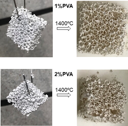 Figure 6. Titania foams obtained with 1 and 2 wt% of binder (PVA) prior and after sintering at 1400 °C.