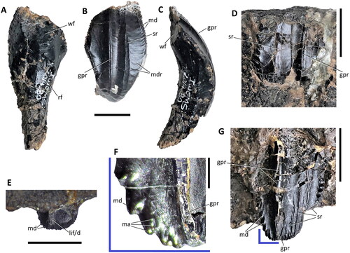 Figure 13. Comptonatus chasei gen. et sp. nov. (IWCMS 2014.80). Dentary and maxillary crowns. Isolated left dentary crown in A, labial, B, lingual and C, distal views; D, in situ right dentary crown in lingual view; in situ right maxillary crown in E, lingual, F, magnified section of apicodistal section and G, labial view. Abbreviations: gpr, grooved primary ridge; lif/d, lingual facet/damage; ma, mammillae; md, marginal denticle; mdr, mesiodistal ridges; rf, replacement facet; sr, secondary ridge; wf, wear facet. Scale bar represents 1 mm (F) and 10 mm (A–E, G).