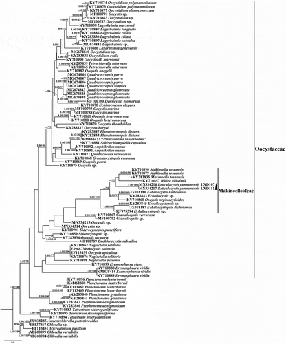 Fig. 20. Phylogenetic tree of rbcL cpDNA sequences from Oocystaceae and Chlorellaceae species. Posterior probability of BI and bootstrap of ML are presented on the nodes in order. Values above 0.5 for BI and 50 for ML are shown