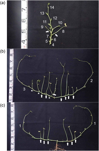 Figure 1. Cowpea plant structure. Photograph of a TVu2723 plant at pod harvest. A plant with a representative shape was cut into three parts, which are shown in each photograph. (a) upper, (b) middle, and (c) basal parts of a cowpea plant. The numbers indicate the node positions of the primary branch or peduncle. Arrows and stars represent the peduncles and secondary branches, respectively.