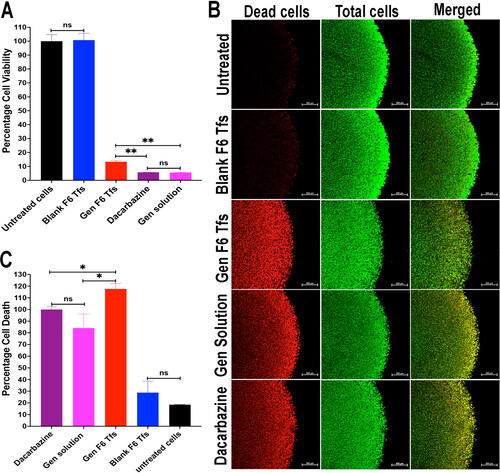 Figure 4. (A) The percentage cell viability assay using CCK-8 assay kit, which illustrates that gen has a comparable antitumor effect with the dacarbazine (the positive control). (B) Confocal microscope images of the edges of the 3D spheroids of WM164 skin melanoma cells with live/dead assay showing dead cells (red), total cells (green) and the merged images. (C) The quantitative estimation of the dead cells images using ImageJ software that illustrates the superiority of the antitumor activity of gen tfs due to their ability to penetrate into deeper layers inside the tumor spheroids.