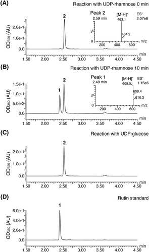 Figure 3. HPLC-MS analysis of the recombinant FeF3G6″RhaT reaction products from quercetin 3-O-glucoside.Each panel shows a chromatogram, with the following conditions: the reactions were incubated for 0 and 10 min with UDP-rhamnose (A, B) and for 10 min with UDP-glucose (C); standard compounds of rutin (D). HPLC analysis was performed using a 50 mm ODS column as described in the Materials and Methods section. The eluates were monitored at 350 nm using a diode array detector. The negative electron-splay ionization (ES−) MS spectra corresponding to the substrate (peak 2) and the product (peak 1) are shown. The retention time of MS peaks was delayed by about 0.08 min compared with that of the diode array. Peak identification: 1, rutin; 2, isoquercitrin (quercetin 3-O-glucoside).