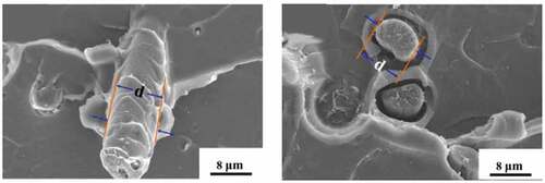 Figure 4. SEM image of (a) 0.5 wt% GO-coated short CF/PES composite and (b) PES composites via separate addition of 0.5 wt% and short CF [Citation12].