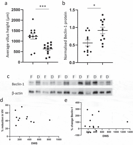 Figure 2. Atrophy in the functional vs. defunctioned intestine. (a) Average villus height (VH) in functional (●) and defunctioned (■) ileum (n = 12 paired samples, p = 0.0001). (b) Mean ± SEM Beclin-1 protein expression normalized to β-actin in functional (●) vs. defunctioned (■) ileum (n = 11 paired samples, *p = 0.003). (c) Representative Western blots of Beclin-1 and b-actin in functional (F) and defunctioned (D) ileum. (d) Days with stoma (DWS) plotted against % change villus height (VH, n = 11, n.S.) and E: % change Beclin-1 (n = 13, n.S.).