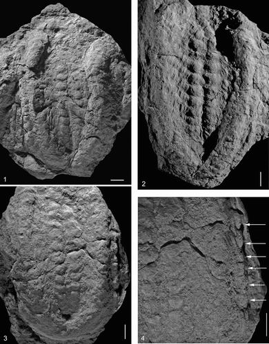 FIGURE 7 Rusophycus carleyi. 1, UA13656 displaying endopodal spine scratches within the posterior lateral medial opening. 2, UA13660 displaying endopodal spine scratches within the lateral medial opening. 3,4, UA13659. 3, Entire view of convex hyporelief of trace. 4, Close-up of thoracic segment impressions on trace. All specimens are from the Upper Fezouata Formation, Ouzina, southern Morocco. Scale bar is 1 cm.