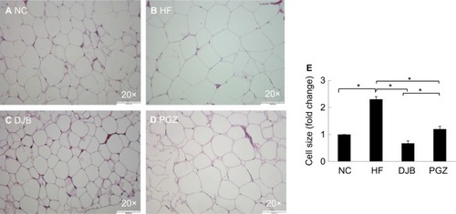 Figure 3 H&E staining of visceral epididymal fat tissue after 6 months.