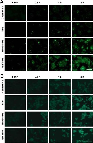 Figure 4 Fluorescence microscopy images of cellular uptake of coumarin-6 solution and coumarin-6-labeled NPs, TMAB-NPs, and Fab′-NPs in BT-474 (HER2+) cells and MDA-MB-231 (HER2−) cells.Notes: (A, B) Qualitative studies of coumarin-6 solution and coumarin-6-labeled NPs, TMAB-NPs, and Fab′-NPs in (A) BT-474 cells and (B) MDA-MB-231 cells. The scale bar for A and B is 20 μm.Abbreviations: TMAB-NPs, trastuzumab-modified nanoparticles; Fab′-NPs, fragment Fab′-modified nanoparticles; NPs, nanoparticles; HER2, human epidermal growth factor receptor 2.