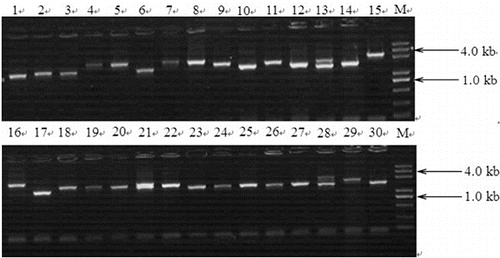 Figure 1. Insert length of the cDNA library. Lane 1–30: randomly selected cDNA clones from the library were used as templates for PCR amplification; Lane M: 5 kb DNA ladder.