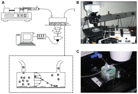 Figure 1 (A) Parallel plate flow chamber apparatus, used for in vitro adhesion experiments, consisting of: 1, a syringe pump; 2, a syringe with particles suspended in solution; 3, inlet tubing; 4, parallel plate flow chamber; 5, outlet tubing; 6, microscope; 7, digital camera; and 8, computer. (B) Images depicting an epifluorescent microscope with setup of the system, and (C) the parallel plate flow chamber with tubing network installed over the stage of the microscope.