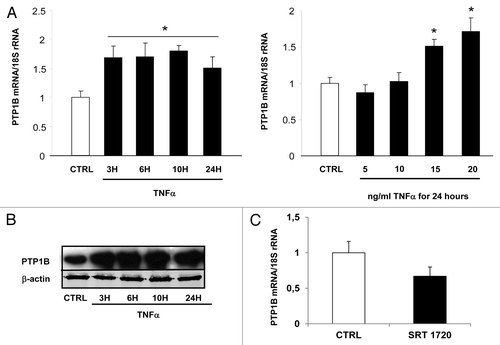 Figure 4. Regulation of PTP1B expression by TNFα and a Sirt1 activator in 3T3-L1 adipocytes. Cells were harvested after treatment with TNFα at 15 ng/mL for 3, 6, 10, and 24 h or at 5, 10, 15, and 20 ng/mL for 24 h. (A) Quantification of PTP1B mRNA levels by real-time RT-PCR. PTP1B data were normalized to 18S rRNA. Data are presented as means ± SEM. Data were compared among groups (Student t test), and those with no common superscript letter are significantly different; P < 0.05. (B) Cells were incubated with TNFα at 15 ng/mL for 3, 6, 10, and 24 h. Total cell lysates (40 μg) were subjected to SDS-PAGE and immunoblotted with PTP1B or β-actin antibodies. The western blot is representative of three independent experiments. (C) Cells were treated with or without SRT 1720 (10 μM) for 24 h. PTP1B mRNA was quantified using real-time RT-PCR, and data were normalized to 18S rRNA. Data are presented as means ± SEM. *P < 0.05 (t test).