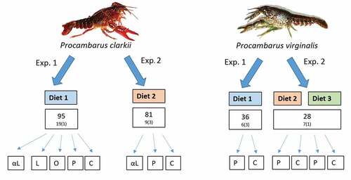 Figure 1. Schematic diagram summarizing the experimental design. Differences between Diet 1, Diet 2, and Diet 3 are explained in the text. Numbers in squares indicate the total number of crayfish individuals used and the number of replicates per treatment. The number of individuals per the container is shown in parentheses. The experimental treatments involved additional supplementation with the fatty acids: (P) palmitic, (O) oleic, (L) linoleic, (αL) α-linolenic, and (C) control.