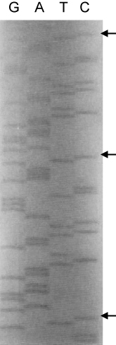 Figure 5. DNA sequence determination of the repeated oligonucleotides. The arrow shows a single-unit repeat of the target sequence 5′-CGAGGAAGAATCTGAATCTCAGGGTCCGAAAGT-3′. A pGEX primer and the pGEX-hβ-tubulin-C9 vector were used in the sequencing of the repeated target oligonucleotide.