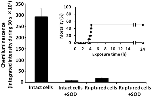 Fig. 6. Fish-killing activity and ROS-producing activity of ruptured C. antiqua cells.