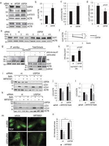 Figure 4. USP24 regulates protein stability of ULK1. (a) Western blot demonstrating increased levels of ULK1 and phospho-ATG13 (P-ATG13) in cells with USP24 knockdown. (b) Quantification of ULK1:ACTB from figure (a). (c) Quantification of P-ATG13:ACTB from figure (a). (d) Real time q-PCR quantification of ULK1:GAPDH mRNA expression following USP24 knockdown (e) Protein stability assay illustrating that USP24 knockdown decreases the rate of ULK1 degradation. Cells were treated with cycloheximide (50μg/μL) to inhibit protein synthesis. (f) Quantification of ULK1:ACTB from figure (e) at 0 and 3-hour time points. (g) IP demonstrating increased ubiquitination of ULK1 after USP24 knockdown. (h) Quantification of the ubiquitin (HA):ULK1 in figure (g). (i) Western blot demonstrating decreased levels of LC3-II in H4 cells with USP24 knockdown treated with ULK1 inhibitor MRT67307 (10 μM, 4 h) and BafA (100 nM, 3 h), as compared to BafA treatment alone. (j) Quantification of LC3-II:ACTB in BafA and BafA+MRT67307 conditions from figure (i). (k) Western blot demonstrating decreased levels of LC3-II in Hela cells with USP24 knockdown treated with MRT67307 (10 μM, 4 h) and BafA (100 nM, 3 h) as compared to BafA treatment alone. (l) Quantification of LC3-II:ACTB in BafA and BafA+MRT67307 conditions from figure (k). (m) Representative fluorescent images demonstrating attenuated accumulation of autophagosomes in H4 GFP-LC3 cells with USP24 knockdown after MRT68921 treatment. All images were acquired at 20X; bar: 25 μm. (n) Quantification of autophagosome intensity from figure (m). All data are presented as ±SEM. *p < 0.05, **p < 0.01, ***p < 0.001. n = 3–14 (median cell number 43/group).