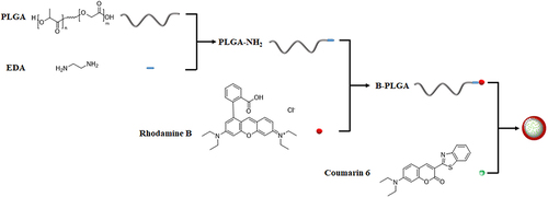 Figure 1 Scheme of the assembly of the dual-fluorescent nanoparticles encapsulated coumarin 6 via the conjugation of Rhodamine B and PLGA to form fluorescent polymer.