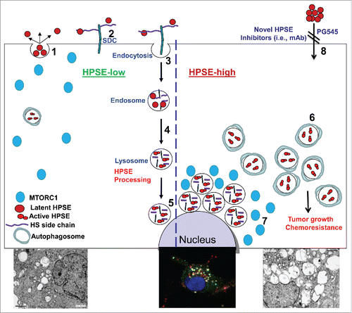 Figure 1. A schematic model of HPSE trafficking and function in autophagy. Once secreted (1), HPSE rapidly interacts with cell membrane HSPGs such as SDC/syndecans (2), followed by rapid endocytosis of the HPSE-HSPG complex (3). Conversion of endosomes to lysosomes (4) results in HPSE processing and activation (5). Typically, HPSE appears at perinuclear lysosomal vesicles (5 and middle lower image). Lysosomal HPSE drives fusion with autophagosomes and controls the basal levels of autophagy. Cancer cells that exhibit a high content of HPSE (HPSE-high) are endowed with increased levels of autophagy (6 and left vs. right lower electron micrographs) that promote tumor growth and chemoresistance. Enhanced autophagy by HPSE is associated with reduced RPS6KB phosphorylation levels and accumulation of MTORC1 at perinuclear areas (7) vs. a more diffuse distribution in control (HPSE-low) cells. This function of HPSE within the cell encourages the development of a new class of inhibitors that will prevent HPSE uptake and lysosomal accumulation (8). HS, heparan sulfate; mAb, monoclonal antibody.