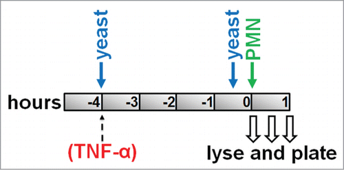 Figure 1. Killing assay timeline: Confluent monolayers of HUVEC were pre-incubated with C. parapsilosis for either 4 hours (to allow internalization) or 30 minutes (to only permit adhesion). Freshly isolated PMN were added at t = 0. Monolayers were lysed at specific time points and plated for surviving yeast. In some experiments, TNFα (25 ng ml−1) was added to HUVEC at the same time as yeast cells.