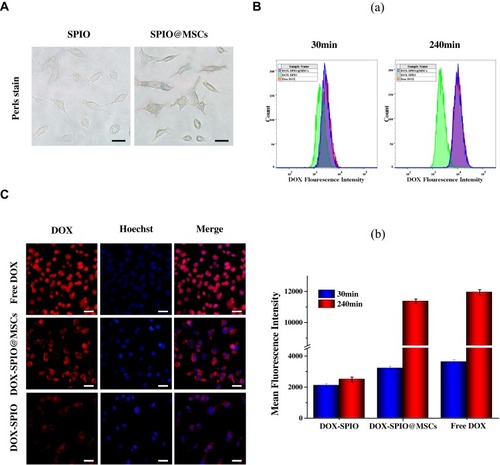 Figure 3 Intracellular distribution of NPs. (A) Prussian blue staining of MC38 cells after incubation with NPs for 4 h. Scale bar=20μm. (B) (a) Flow cytometry analysis of the MC38 cells treated with free DOX, DOX-SPIO and DOX-SPIO@MSCs for 30 and 240 min. (b) The DOX mean fluorescence intensity (MFI) of the MC38 cells. (C) Fluorescent staining images of the MC38 cells treated with different drugs for 240 min. Scale bar=40μm.