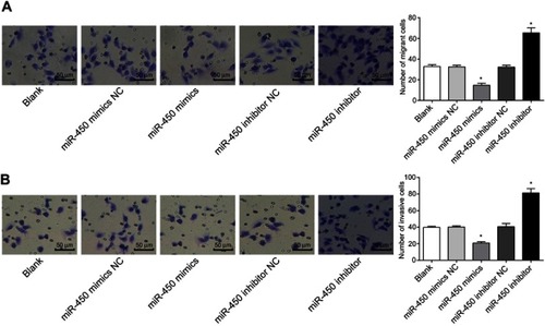 Figure 3 Overexpression of miR-450 inhibited invasion and migration of human hepatoma HepG2 cells. (A) Invasion of the cells in each group (×200) and the number of cells passing through the compartment in each group, (B) Transmembrane migration of cells in each group (×200), and the number of cells passing through the compartment in each group. *P<0.05, versus blank, miR-450 inhibitor NC or miR-450 mimics negative control (NC) groups.