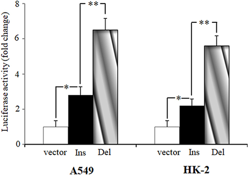 Figure 2 The effect of rs145204267 on GAS5 transcriptional activity shown by luciferase reporter assay. The constructs containing rs145204267 ins or del allele were inserted into the pGL3-basic vector. A498 and HK-2 cells were transfected with the pGL3-basic vector, pGL3-Ins, or pGL3-del, and relative luciferase activity was measured by dual-luciferase reporter assay 24 hours post-transfection. Data are presented as mean ± standard error (*P < 0.05, **P < 0.01).