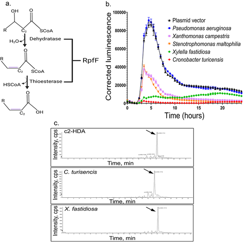 Figure 1. Recombinant expression of rpfF produces a diffusible signal factor that reduces the expression of Salmonella invasion genes. A. RpfF encodes dehydratase and thioesterase functions to produce cis-2 unsaturated fatty acids (c2-HDA), from products of long-chain fatty acid biosynthesis. B. Orthologs of rpfF from the species shown were expressed in E. coli DH5α on a multi-copy plasmid in co-culture with S. Typhimurium carrying a plasmid-borne hilA-luxCDABE reporter fusion, and hilA expression was measured by luminescence as a function of culture turbidity. Error bars show standard deviation (n = 5). C. LC-MS was used to analyze fatty-acid extracts of culture supernatants from E. coli strains expressing rpfF from C. turicensis and X. fastidiosa, with both demonstrating a peak at 17 minutes, consistent with c2-HDA.