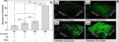 Figure 1 PDA-assisted treatment-enhanced biofilm removal. (A) Biofilm biomass measured by crystal violet assay (data = mean ± standard error of the mean, n=5, *p<0.05, **p<0.001). (B) Representative confocal laser scanning microscopy images of samples after the treatments (bacteria appeared green) and associated biofilm thickness.