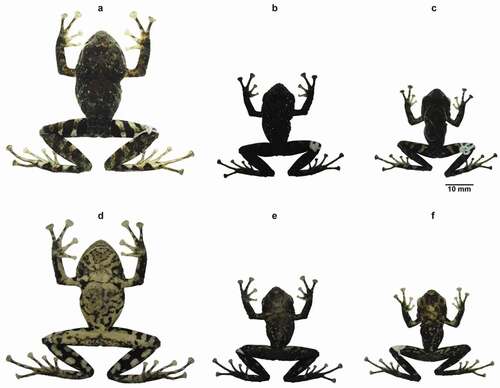 Figure 7. Preserved individuals of Pristimantis ledzeppelin sp. nov. showing dorsal (a-c) and ventral (d-f) variation . (a, d) ZSFQ 1872, SVL = 36.1 mm, holotype, adult female; (b, e) ZSFQ 1878, SVL = 24.6 mm, paratype adult male; (c, f) ZSFQ 1877, SVL = 23.8 mm, paratype, adult male. Photographs by David Brito-Zapata