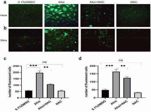 Figure 2. Alloi induces ROS production in HeLa and SiHa cells. (a, b) Confocal microscope detected the number of green fluorescent cells in HeLa and SiHa cells. (c, d) The data are expressed as the mean ± SD of independent experiments, n = 3, and statistical analysis was performed using ‘one-way analysis of variance’, ***p < 0.001. Alloi, Alloimperatorin; ROS, reactive oxygen species; DMSO, dimethyl sulfoxide; NAC, N-acetyl-L-cysteine.