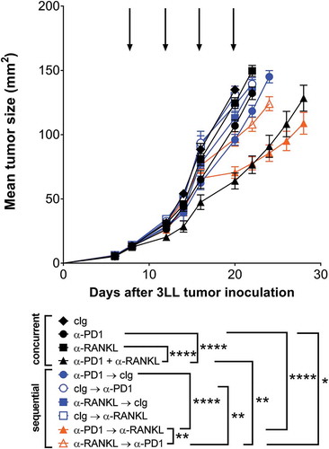 Figure 3. Optimal anti-tumor efficacy of anti-PD1 and anti-RANKL is affected by sequencing of antibody administration. Groups of C57Bl/6 wild type (WT) mice (n = 10/group) were injected s.c with 5 × 10Citation5 3LL lung carcinoma cells. For concurrent treatment groups (black symbols), mice were treated i.p. on days 8, 12, 16 and 20, relative to tumor inoculation (as indicated by arrows) with cIg (1–1, 100 µg), anti-PD1 (RMP1–14, 100 µg) and/or anti-RANKL (IK22/5, 100 µg) as indicated. For sequential treatment groups (colored symbols), where treatment order is indicated in figure legend, mice were treated i.p. on days 8 and 12 (first antibody) and days 16 and 20 (second antibody) respectively (relative to tumor inoculation) with cIg (1-1, 200 µg), anti-PD1 (RMP1-14, 200 µg) and/or anti-RANKL (IK22/5, 200 µg) as indicated. Mean ± SEM tumor size is shown for each treatment group. Statistical differences between groups at day 22 were determined by one-way ANOVA with Tukey’s post-test analysis, and key comparisons are shown (*p < 0.05, **p < 0.01, ****p < 0.0001). Two independent experiments have been pooled.