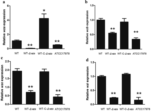 Figure 6. Expression of wza, wzb, wzc, and wzi in wza gene knockout and complementation strains