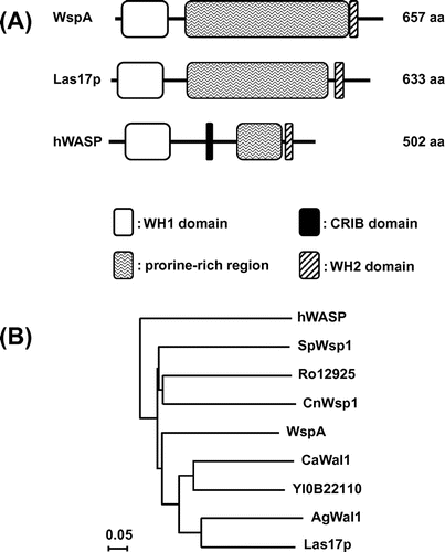 Fig. 1. Domain organizations (A) and a phylogenetic tree (B) of the WspA orthologs.