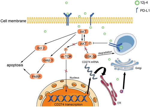 Figure 10. The mechanism of 12j-4 inducing the tumour cells’ apoptosis and downregulating the expression of PD-L1.