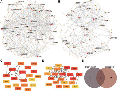 Figure 7 Results of protein-protein interaction (PPI) analysis and screening of immune-related key genes. (A and B) The PPI network diagram of GSE145227 and GSE26440. The larger the node, the larger the clustering coefficient, indicating that the gene occupies a more important spot in the network. (C and D) Diagrams of hub genes obtained from GSE145227 and GSE26440. The hub genes were the top 20 differentially expressed genes by the Matthews correlation coefficient score of the maximum correlation algorithm. The darker the colour, the greater the proportion of interactions this gene has in the network. (E) The comparison of the hub genes obtained from the two datasets yielded six key genes.