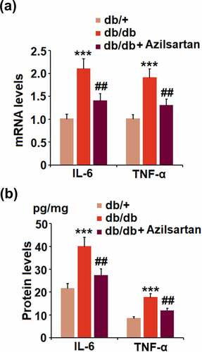 Figure 3. Azilsartan suppressed the expressions of the pro-inflammatory cytokines in brain vessels of diabetic mice. (A). mRNA of IL-6 and TNF-α; (B). Protein of IL-6 and TNF-α (***, p < 0.005 vs. db/+ group; ##, P < 0.01 vs. db/db group)