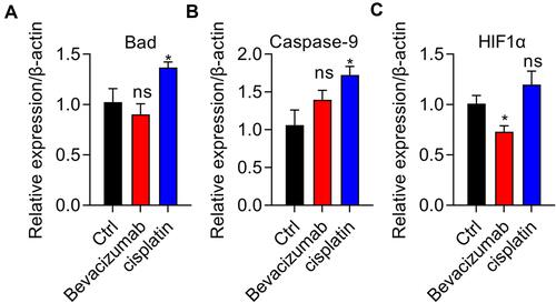 Figure 5 Cisplatin elevates apoptotic gene expression and bevacizumab suppresses HIF1α expression. (A and B) Proapoptotic-related mRNA expression of genes Bad (A) and Caspase-9 (B) was assessed using quantitative real-time PCR in vehicle, bevacizumab, and cisplatin treatment groups. *p < 0.01. (C) Examination of HIF1α expression using quantitative real-time PCR in vehicle, bevacizumab treatment, and cisplatin treatment groups. *p < 0.01. n=3.