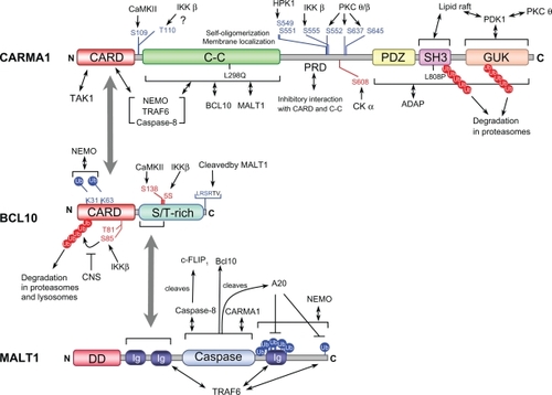 Figure 4 Regulatory phosphorylation sites, polyubiquitylation sites (Ub), proteolytic cleavage sites, and functional domains in L-CBM molecules.