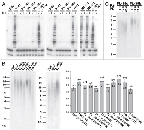 Figure 2 Telomerase is activated and telomeres are elongated in the hiPS cells. (A) Detection of telomerase activity by the TRAP assay in FSE, undifferentiated iPS-15 (15-U), iPS-35 (35-U) and iPS-47 (47-U) cell lines, fibroblast-like cells: FL-15a, FL-15b, FL-15c, FL-35a and FL-35b, undifferentiated human ES cell lines H9.1 (H9.1-U) and H9.2 (H9.2-U) and positive and negative controls provided in the kit (+ con, − con). H.I., heat inactivated. (B) TRF analysis performed on DNA samples extracted from the various cell types. Size markers in kb appear to the left of the blots. Cell type, passage (P) and population doublings (PD) are indicated under the bar chart. Mean telomere length (MTL) in kb appears in the bar. Number of repeated hybridizations (n) appears above the bar. MTL of all three hiPS cell lines were significantly elongated in comparison to FSE MTL (p < 0.05, unpaired Student's t-test). MTL of FL-derivatives were significantly shortened in comparison to the parental hiPS in the case of FL-15a, b and c (p < 0.05) and FL-35a (p < 0.01). (C) TRF analysis of DNA extracted from FL-15c and FL-35b cell lines at gradually advancing PDs, as depicted above the lanes.