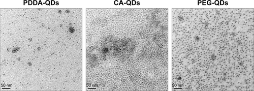 Figure S1 TEM images of QDs with various surface charges.Note: The particle size of PDDA-QDs, CA-QDs, and PEG-QDs were all approximately 10 nm in diameter.Abbreviations: CA, carboxylic acid; PDDA, polydiallydimethylammounium chloride; PEG, polyethylene glycol; QDs, quantum dots; TEM, transmission electron microscope.
