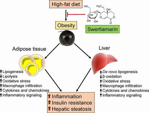 Figure 7. Putative role of swertiamarin in the amelioration of HFD-induced obesity. A high-fat diet induces obesity-related hepatic steatosis and insulin resistance by impairing lipid metabolism and increasing chronic inflammation within adipose tissue and the liver. Administering swertiamarin improves lipid metabolism, decreases cytokine and chemokine expression, and attenuates inflammatory signalling in the fat and liver, thus ameliorating obesity-related chronic inflammation and insulin resistance. HFD, high-fat diet