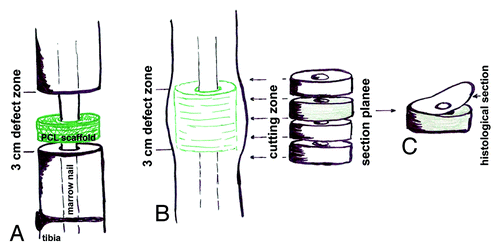 Figure 1. Schematically drawing of sample preparation for histological investigations. (A) Sheep tibia defect stabilized by a marrow nail, beginning PCL scaffold implantation to fill the defect. (B) Callus formation within the defect zone after 3 mo of implantation, for histological/immunohistological evaluations sections through the whole defect zone were created. (C) Histological sections (3 µm) of each plane were used for all staining’s (HE, Masson-Goldner trichrome, modified Masson-Goldner trichrome, alcian blue, 1A4-Actin, osteopontin).