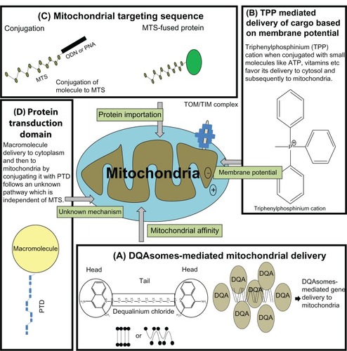Figure 4 Current approaches being used for successful mitochondrial specific delivery.