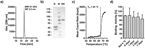 Figure 5. Biochemical characterization of Atrosimab. Atrosimab was produced by Catalent (Catalent Pharma Solutions, Somerset, Ewing, NJ, US) from a CHO cell pool after stable lentiviral transduction and purified by protein A chromatography and subsequent gel filtration (performed at the University of Stuttgart). Characterization was performed by analytical SEC (a, TSKgel SuperSW mAb HR, Flow rate 0.5 ml/min, mobile phase Na2HPO4/NaH2PO4) and SDS-PAGE (b), NuPAGETM 4–12% Bis-TRIS Midi Gel under reducing (R) and non-reducing conditions (NR). M: Marker. (c) The melting temperature was determined by dynamic light scattering and visual interpretation of the obtained results. Plasma stability was analyzed after incubation in human plasma for the indicated time points followed by the determination of the EC50 values of residual binding protein by ELISA (D).