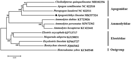 Figure 1. The NJ phylogenetic tree for Apogonichthys lineatus and other species using 13 protein-coding genes.