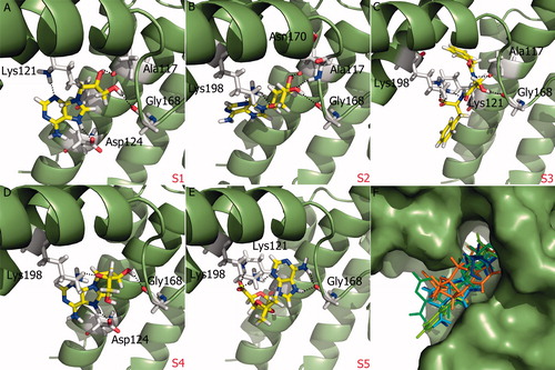 Figure 4. (A)–(E) Glide XP binding modes of proposed molecules S1–S5 at SopE binding site. SopE is shown in ribbon representation. Ligands and SopE residues interacting with the ligand are shown in stick representation, colored by atom type. Hydrogen bonds between ligands and SopE are indicated by black dashed lines. (F) Binding mode overlay of five proposed molecules. SopE binding site is in surface representation and ligands are in stick representation, colored by molecule.